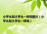 小芋頭和大芋頭一樣嗎圖片（小芋頭和大芋頭一樣嗎）