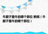 牛腱子是牛的哪個部位 新聞（牛腱子是牛的哪個部位）