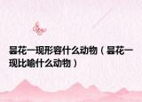曇花一現(xiàn)形容什么動(dòng)物（曇花一現(xiàn)比喻什么動(dòng)物）