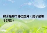 肘子是哪個(gè)部位圖片（肘子是哪個(gè)部位）