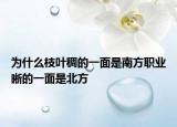為什么枝葉稠的一面是南方職業(yè)晰的一面是北方