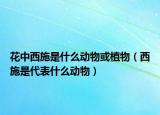 花中西施是什么動物或植物（西施是代表什么動物）