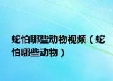 蛇怕哪些動(dòng)物視頻（蛇怕哪些動(dòng)物）