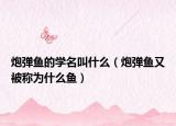 炮彈魚的學(xué)名叫什么（炮彈魚又被稱為什么魚）