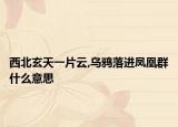 西北玄天一片云,烏鴉落進鳳凰群什么意思