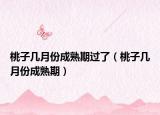 桃子幾月份成熟期過(guò)了（桃子幾月份成熟期）