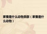 家蠶是什么動(dòng)物類(lèi)群（家蠶是什么動(dòng)物）
