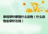 麻線穿針眼指什么動(dòng)物（什么動(dòng)物會(huì)穿針引線）