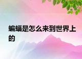蝙蝠是怎么來到世界上的