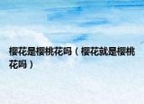 櫻花是櫻桃花嗎（櫻花就是櫻桃花嗎）