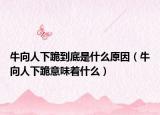 牛向人下跪到底是什么原因（牛向人下跪意味著什么）