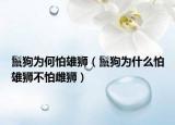 鬣狗為何怕雄獅（鬣狗為什么怕雄獅不怕雌獅）