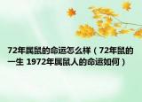 72年屬鼠的命運(yùn)怎么樣（72年鼠的一生 1972年屬鼠人的命運(yùn)如何）