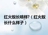 紅火蟻長啥樣?（紅火蟻長什么樣子）