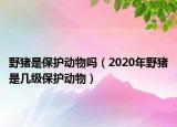野豬是保護(hù)動(dòng)物嗎（2020年野豬是幾級(jí)保護(hù)動(dòng)物）