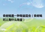 食蚜蠅是一種有益昆蟲（食蚜蠅對人有什么危害）