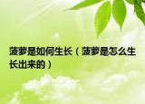 菠蘿是如何生長（菠蘿是怎么生長出來的）