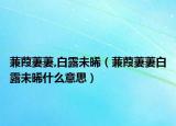 蒹葭萋萋,白露未晞（蒹葭萋萋白露未晞什么意思）