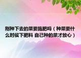 剛種下去的菜要施肥嗎（種菜要什么時(shí)侯下肥料 自己種的菜才放心）