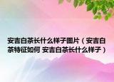 安吉白茶長什么樣子圖片（安吉白茶特征如何 安吉白茶長什么樣子）