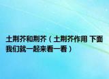 土荊芥和荊芥（土荊芥作用 下面我們就一起來看一看）