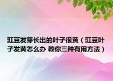 豇豆發(fā)芽長出的葉子很黃（豇豆葉子發(fā)黃怎么辦 教你三種有用方法）