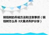 銅錢樹的養(yǎng)殖方法和注意事項（銅錢樹怎么養(yǎng) 3大重點養(yǎng)護(hù)分享）