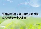 發(fā)財(cái)樹怎么養(yǎng)（發(fā)才樹怎么養(yǎng) 下面給大家分享一個(gè)小方法）