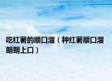 吃紅薯的順口溜（種紅薯順口溜 朗朗上口）