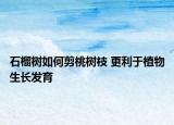石榴樹(shù)如何剪桃樹(shù)枝 更利于植物生長(zhǎng)發(fā)育