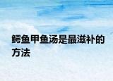 鱷魚甲魚湯是最滋補的方法