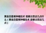 黃金百香果種植技術(shù) 需要注意這幾點(diǎn)什么（黃金百香果種植技術(shù) 需要注意這幾點(diǎn)）