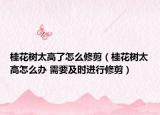 桂花樹太高了怎么修剪（桂花樹太高怎么辦 需要及時進(jìn)行修剪）