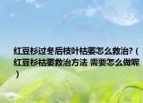 紅豆杉過(guò)冬后枝葉枯萎怎么救治?（紅豆杉枯萎救治方法 需要怎么做呢）