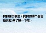 狗狗的靈敏度（狗狗的哪個(gè)器官最靈敏 來了解一下吧）