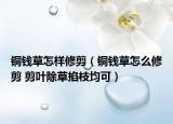銅錢(qián)草怎樣修剪（銅錢(qián)草怎么修剪 剪葉除草掐枝均可）