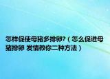 怎樣促使母豬多排卵?（怎么促進母豬排卵 發(fā)情教你二種方法）