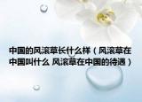 中國(guó)的風(fēng)滾草長(zhǎng)什么樣（風(fēng)滾草在中國(guó)叫什么 風(fēng)滾草在中國(guó)的待遇）