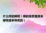 什么樣的柳樹（柳的意思是原來柳有很多種類的）
