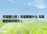 毛霉菌介紹（毛霉菌是什么 毛霉菌的相關(guān)簡(jiǎn)介）