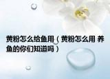 黃粉怎么給魚用（黃粉怎么用 養(yǎng)魚的你們知道嗎）
