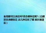 食用醋可以澆花嗎?適合哪種花呢?（白醋適合澆哪些花 這幾種花吃了醋 瘋長爆滿盆）