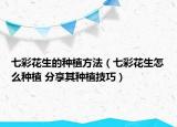 七彩花生的種植方法（七彩花生怎么種植 分享其種植技巧）