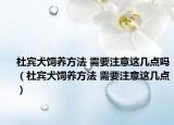 杜賓犬飼養(yǎng)方法 需要注意這幾點(diǎn)嗎（杜賓犬飼養(yǎng)方法 需要注意這幾點(diǎn)）
