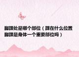 腳踝處是哪個(gè)部位（踝在什么位置 腳踝是身體一個(gè)重要部位嗎）