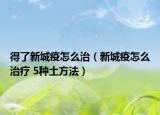 得了新城疫怎么治（新城疫怎么治療 5種土方法）