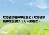 軟棗獼猴桃種哪里合適（軟棗獼猴桃種植前景好 千萬(wàn)不要錯(cuò)過）