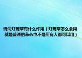 請(qǐng)問(wèn)燈籠草有什么作用（燈籠草怎么食用 就是普通的草藥也不是所有人都可以用）