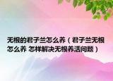 無根的君子蘭怎么養(yǎng)（君子蘭無根怎么養(yǎng) 怎樣解決無根養(yǎng)活問題）