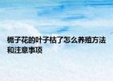 梔子花的葉子枯了怎么養(yǎng)殖方法和注意事項(xiàng)
